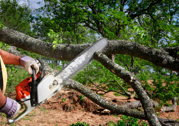  Gibsonia, PA Tree Services Pros